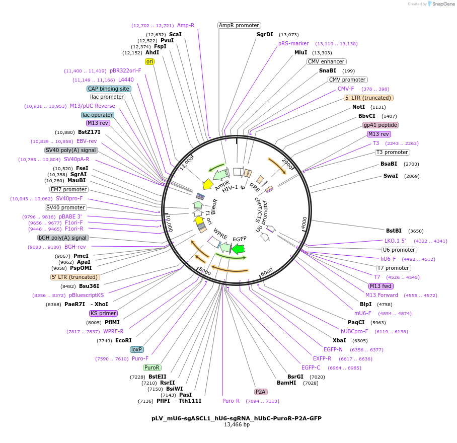 162337-plasmid-map-sequence-id-324511