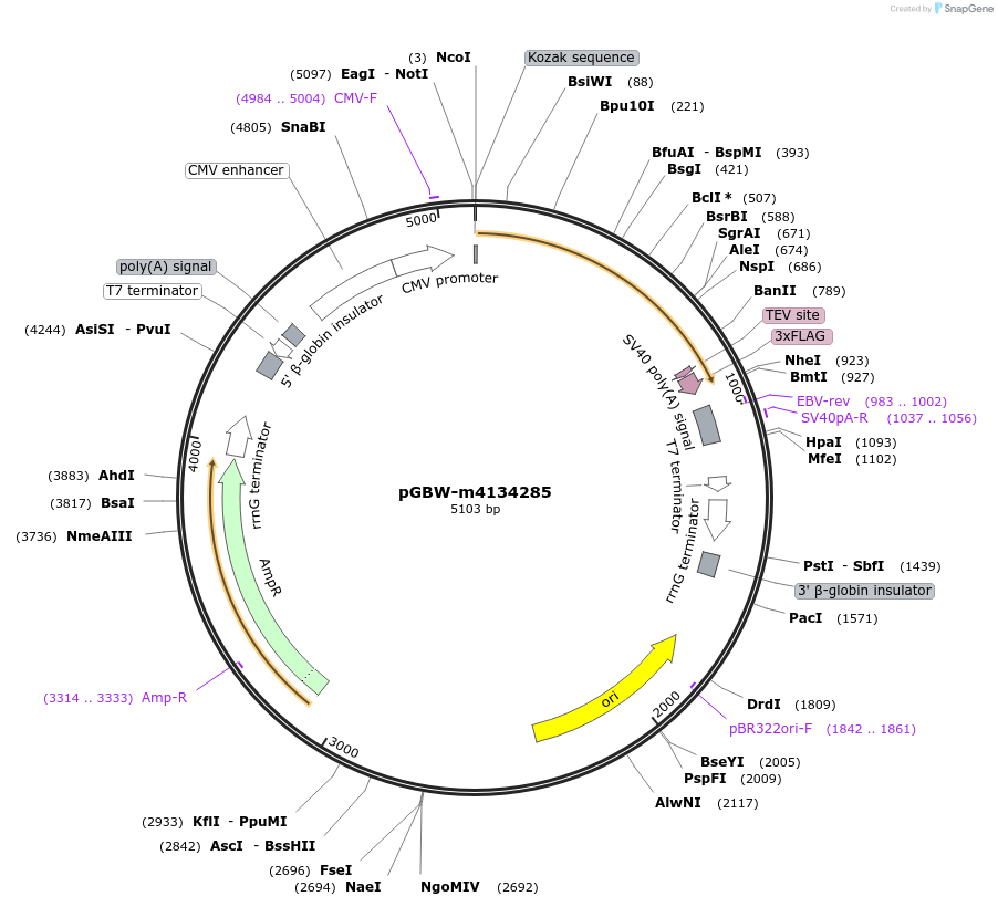 152413-plasmid-map-sequence-id-324513