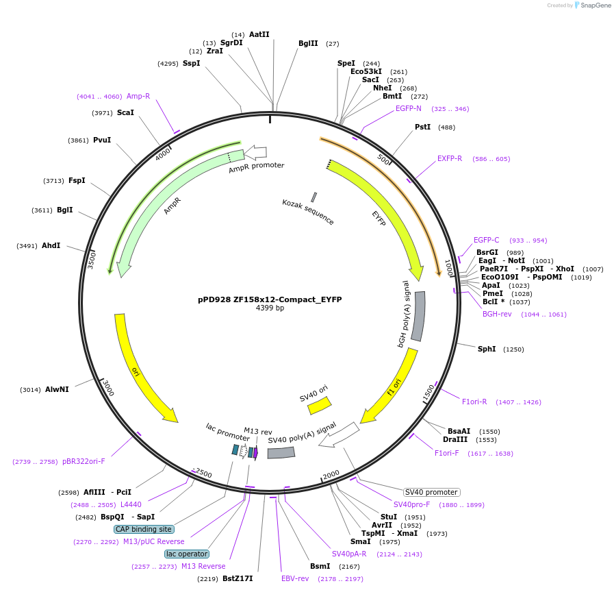 138922-plasmid-map-sequence-id-324515