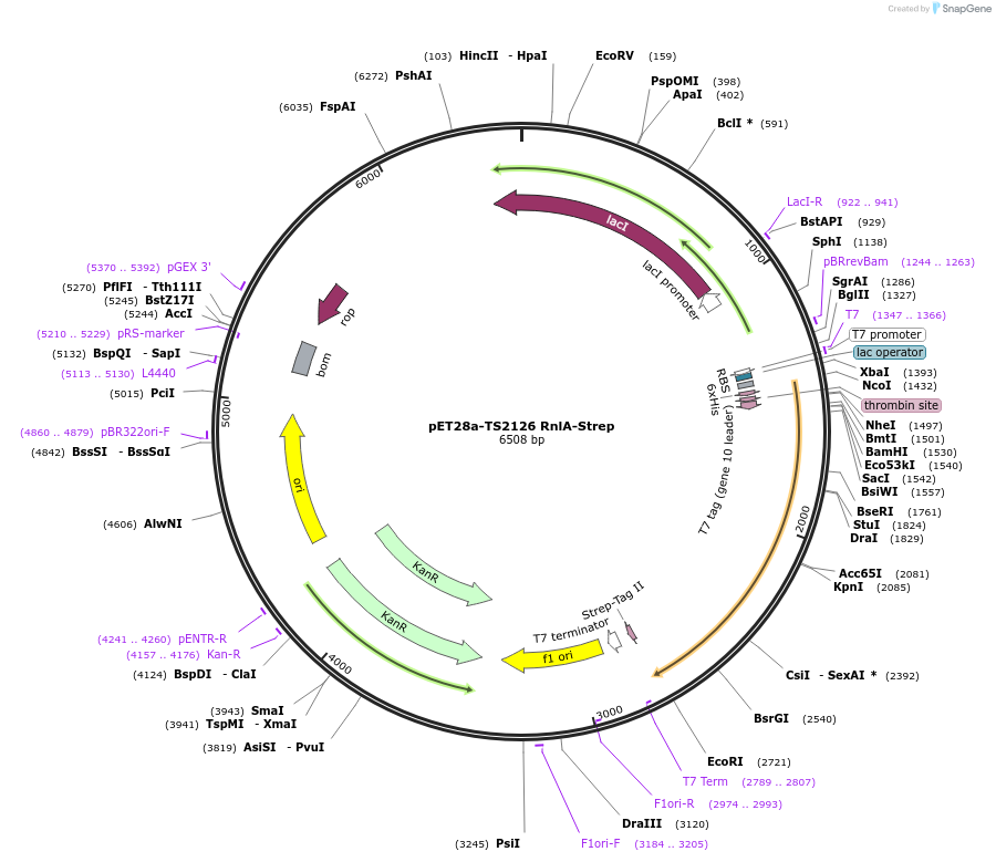 159350-plasmid-map-sequence-id-324518