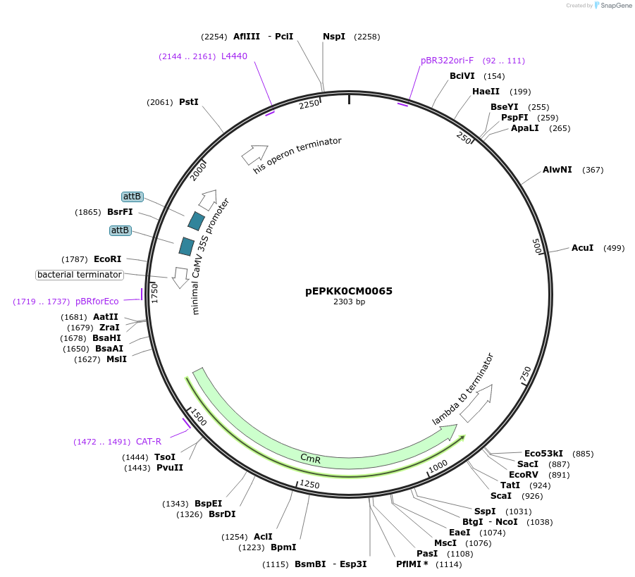 154563-plasmid-map-sequence-id-324520