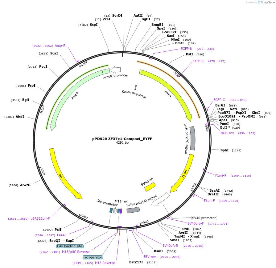 138924-plasmid-map-sequence-id-324522