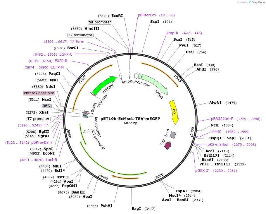 165097-plasmid-map-sequence-id-324525