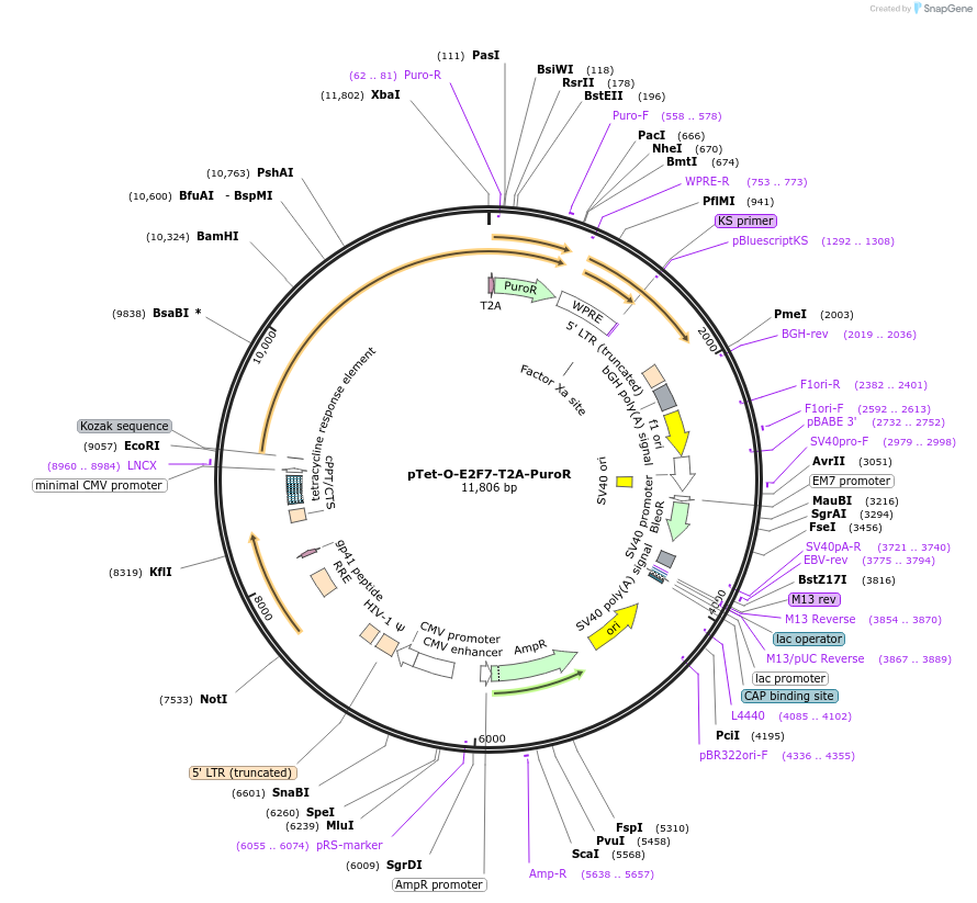 162348-plasmid-map-sequence-id-324526