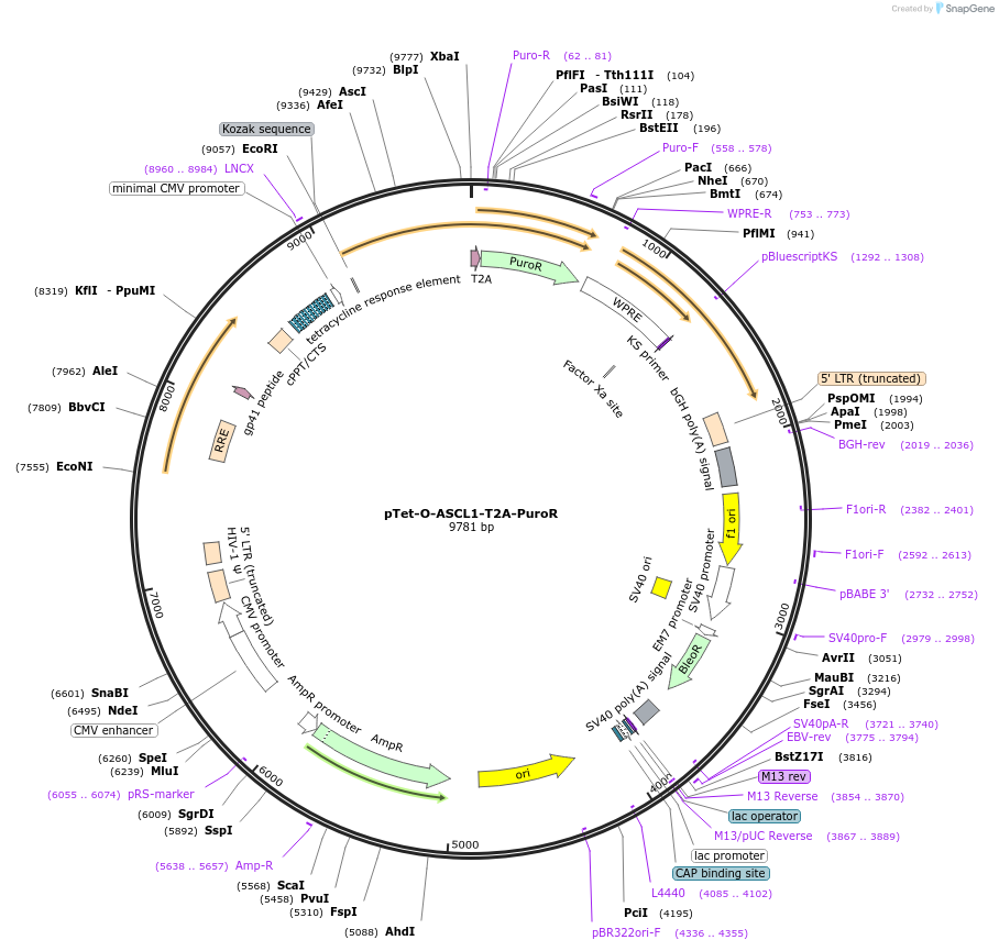 162345-plasmid-map-sequence-id-324527