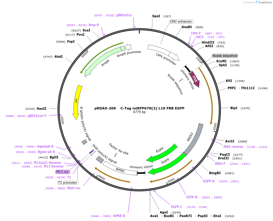 129894-plasmid-map-sequence-id-324528