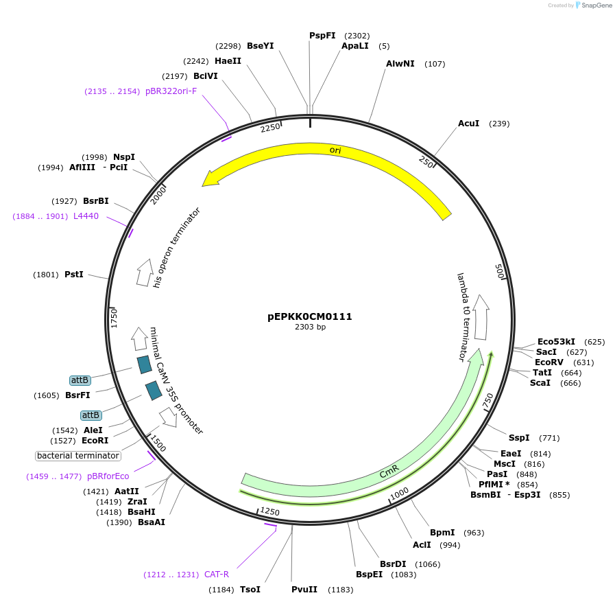 154592-plasmid-map-sequence-id-324532