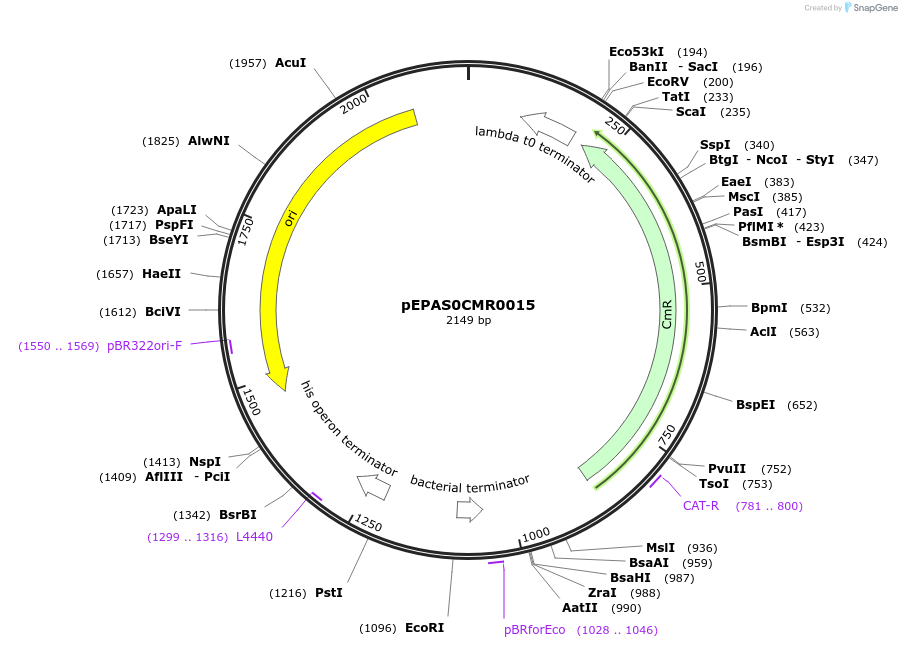 154560-plasmid-map-sequence-id-324533