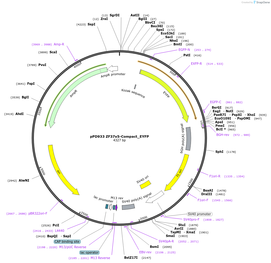 138928-plasmid-map-sequence-id-324549