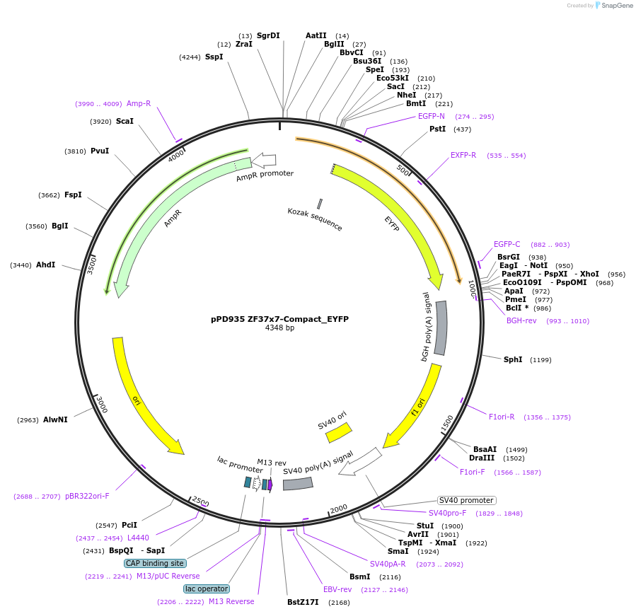 138930-plasmid-map-sequence-id-324551