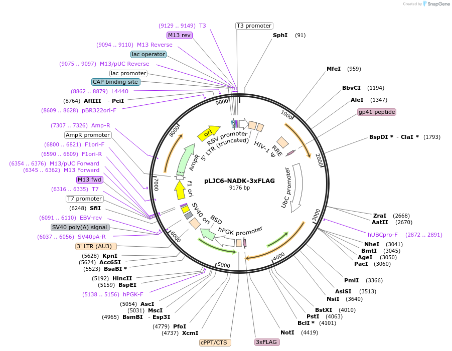 163452-plasmid-map-sequence-id-324552