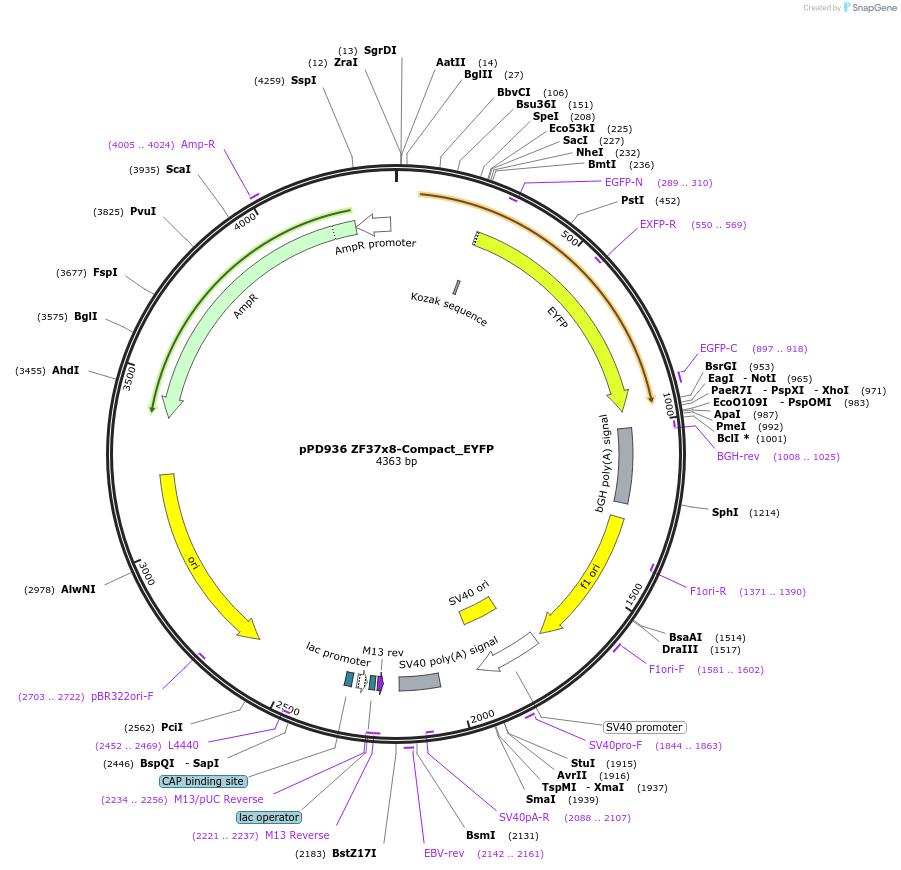 138931-plasmid-map-sequence-id-324556