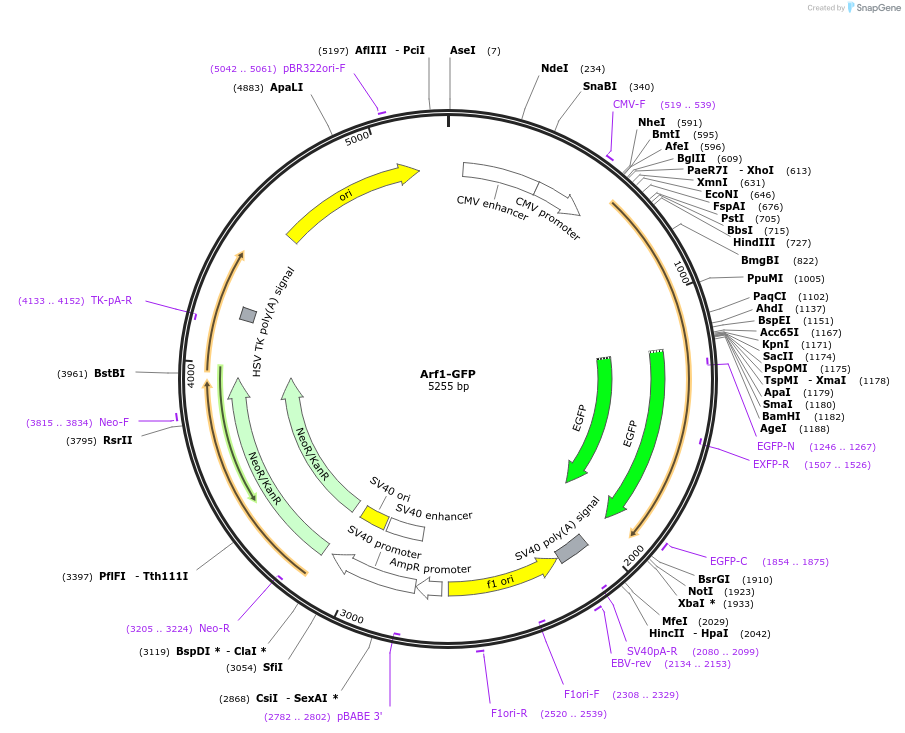 39554-plasmid-map-sequence-id-324567