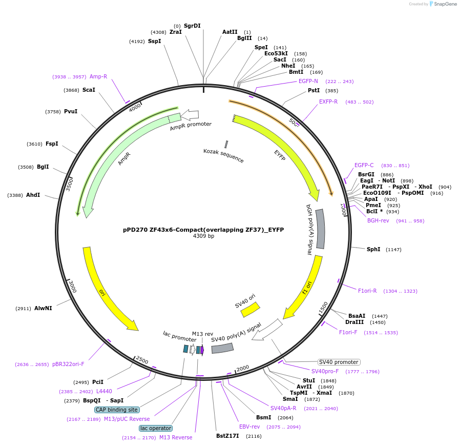 138934-plasmid-map-sequence-id-324569