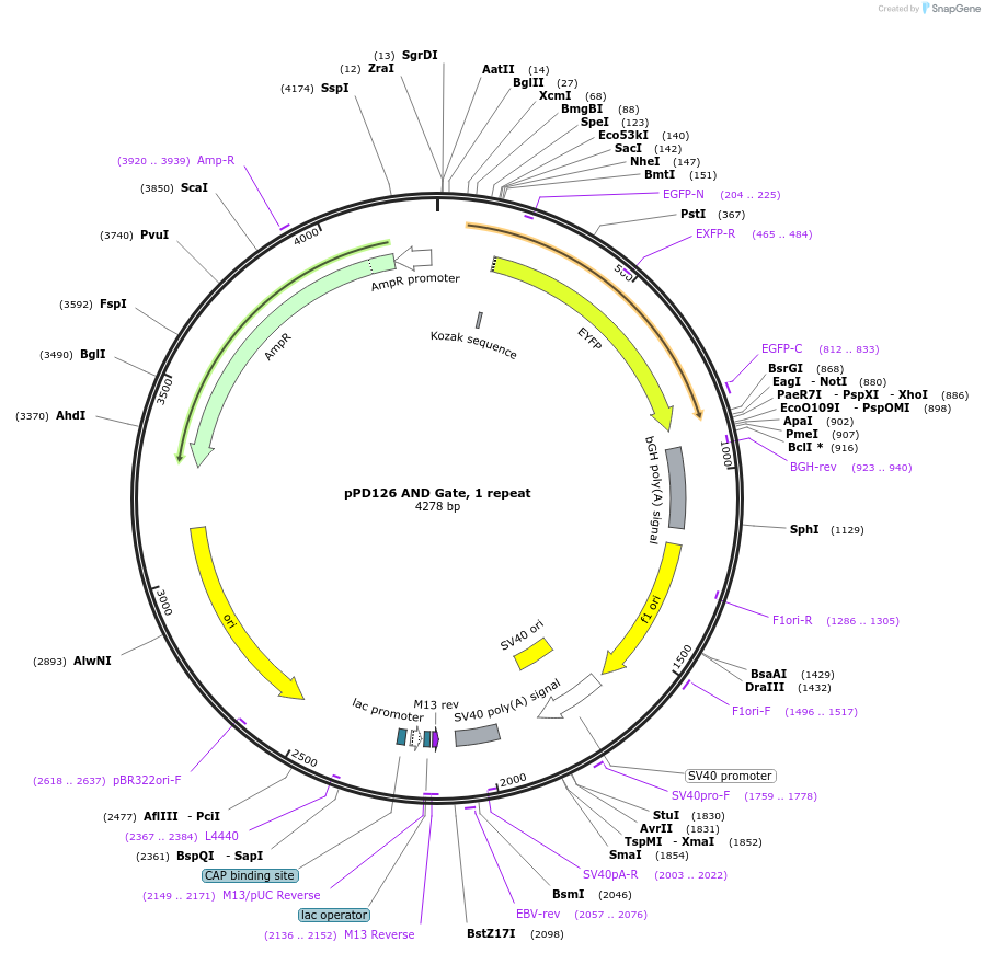 138935-plasmid-map-sequence-id-324572