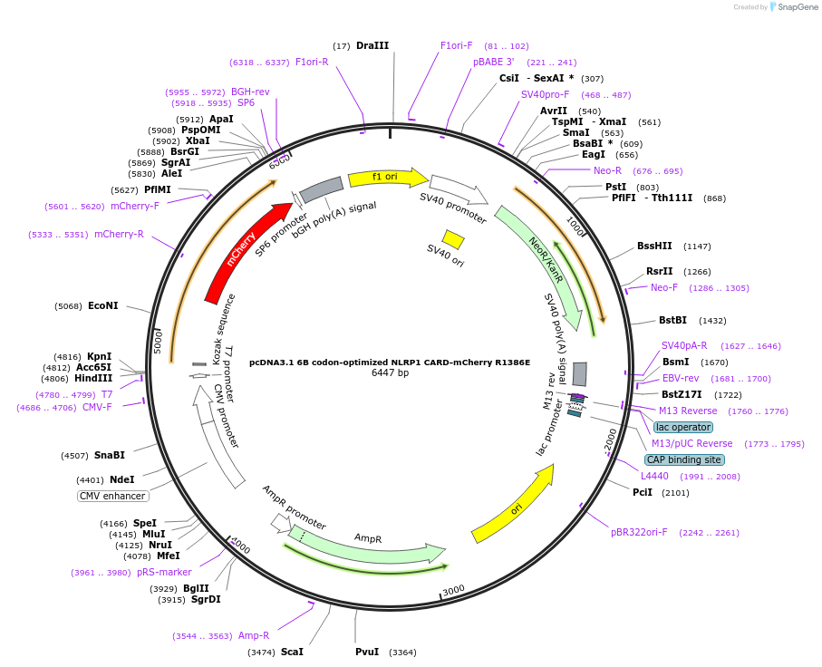 163992-plasmid-map-sequence-id-324597