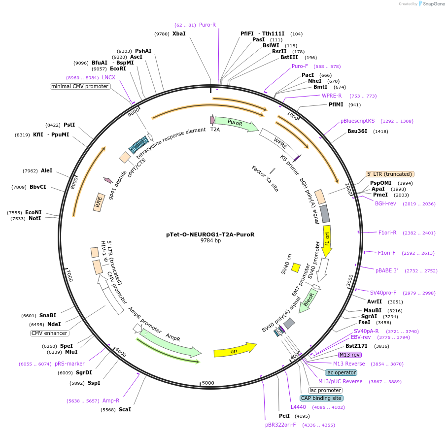 162339-plasmid-map-sequence-id-324599