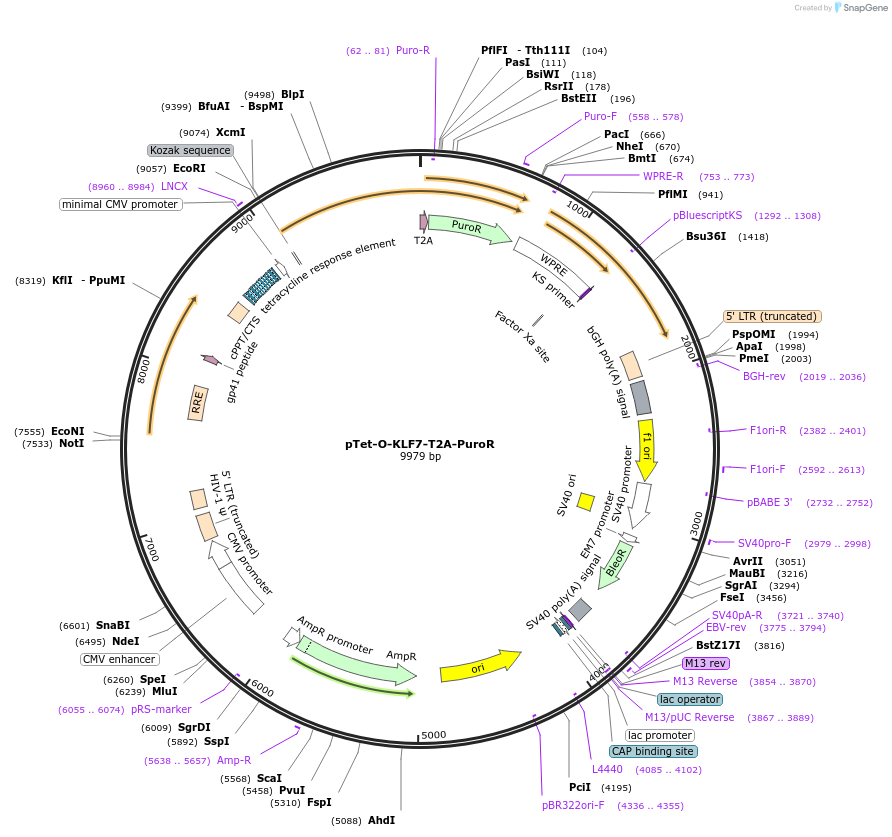 162346-plasmid-map-sequence-id-324603