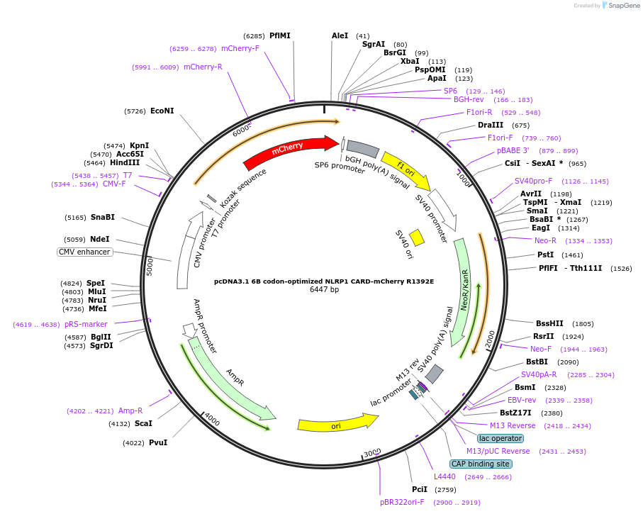 163993-plasmid-map-sequence-id-324608