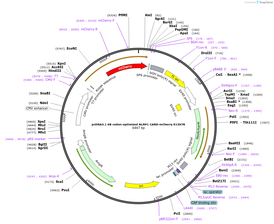 163994-plasmid-map-sequence-id-324611