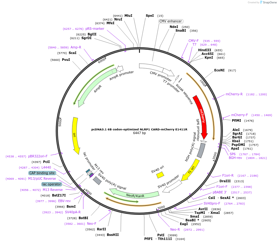 163996-plasmid-map-sequence-id-324615