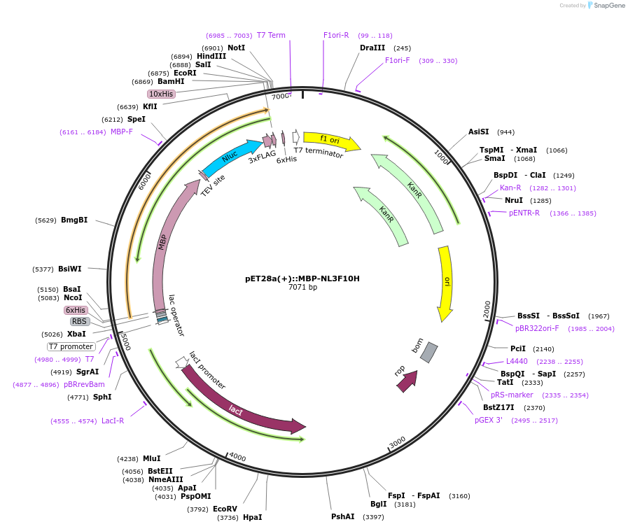 141291-plasmid-map-sequence-id-324616