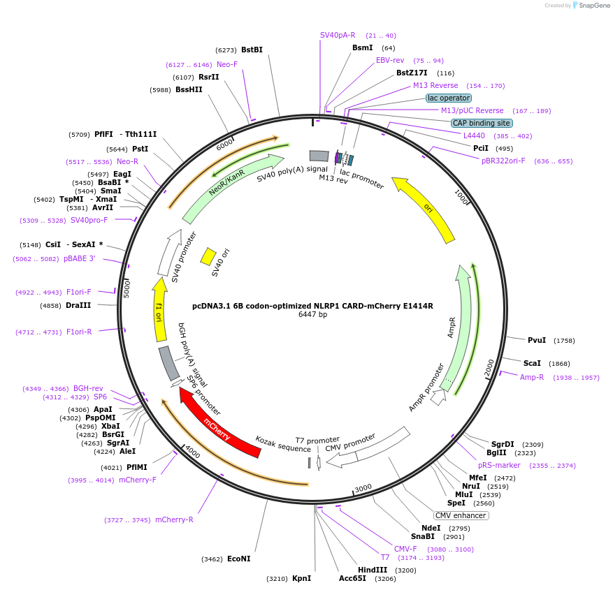 163997-plasmid-map-sequence-id-324618