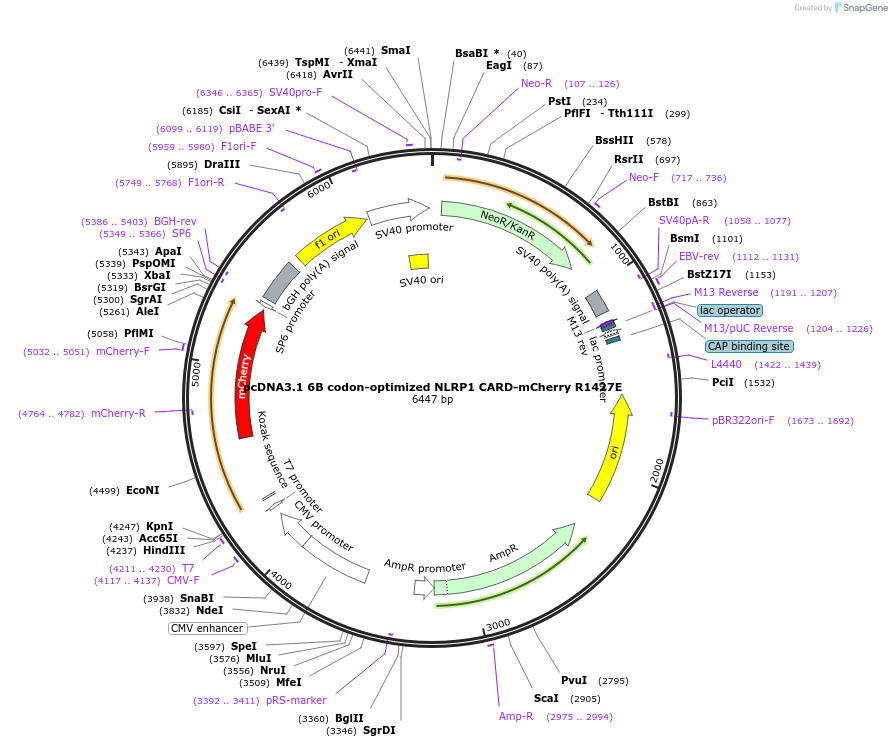 163998-plasmid-map-sequence-id-324619