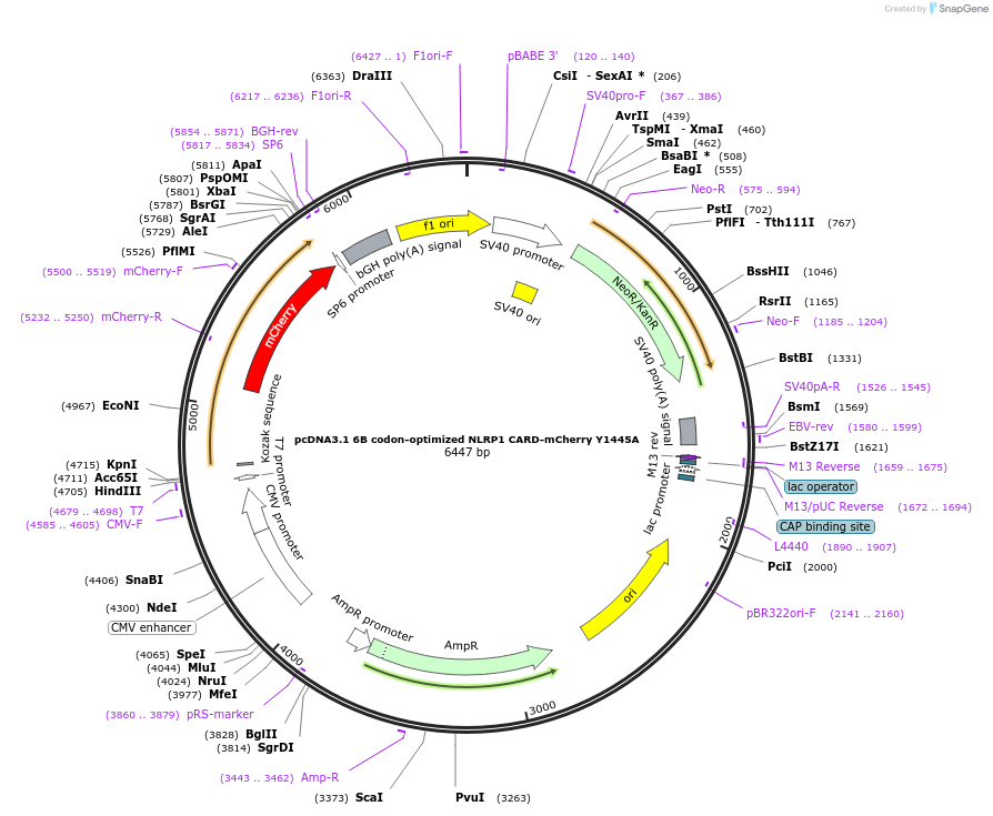 163999-plasmid-map-sequence-id-324620