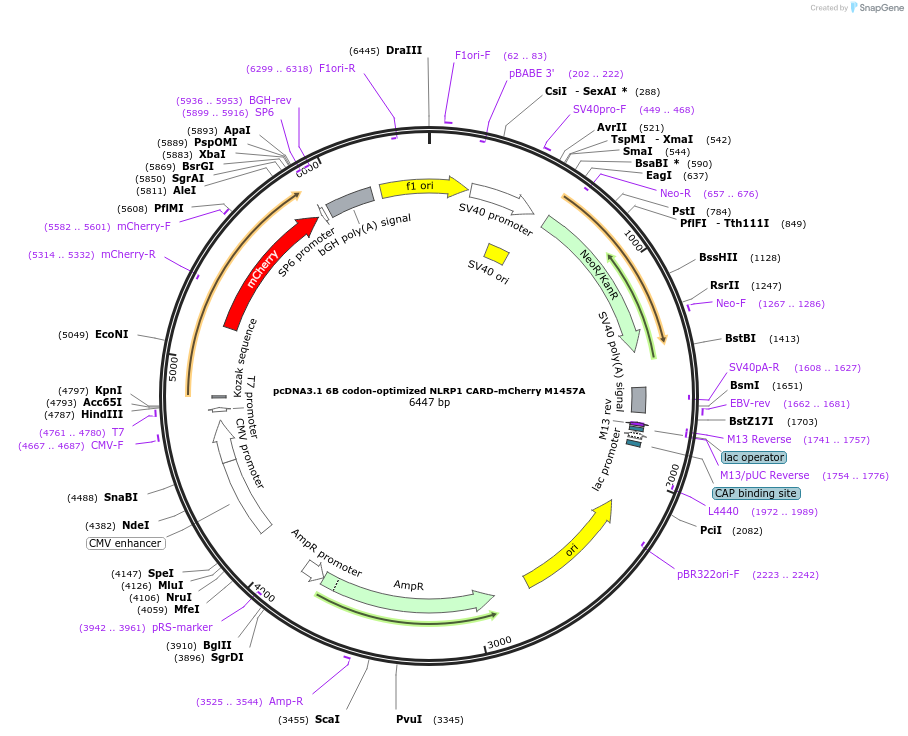 164000-plasmid-map-sequence-id-324622