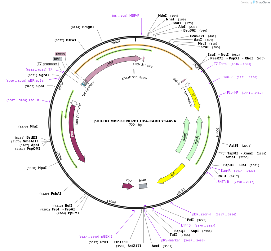 164004-plasmid-map-sequence-id-324629