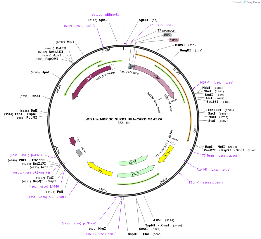 164005-plasmid-map-sequence-id-324630