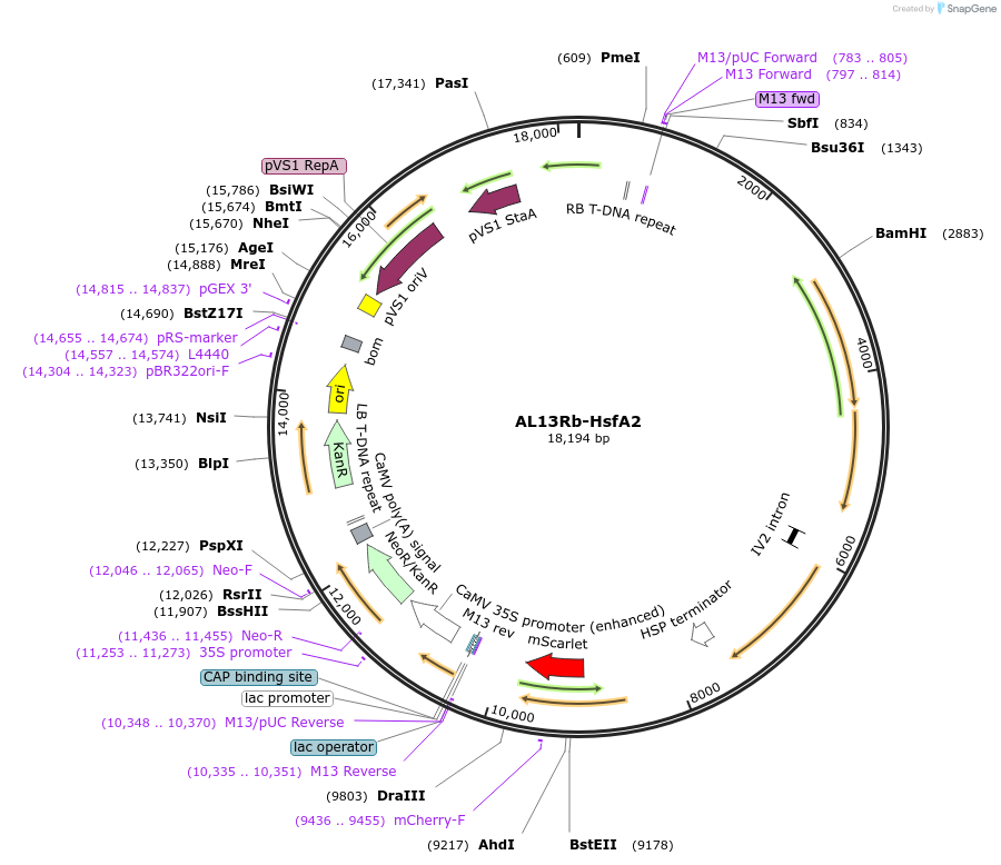 161012-plasmid-map-sequence-id-324632