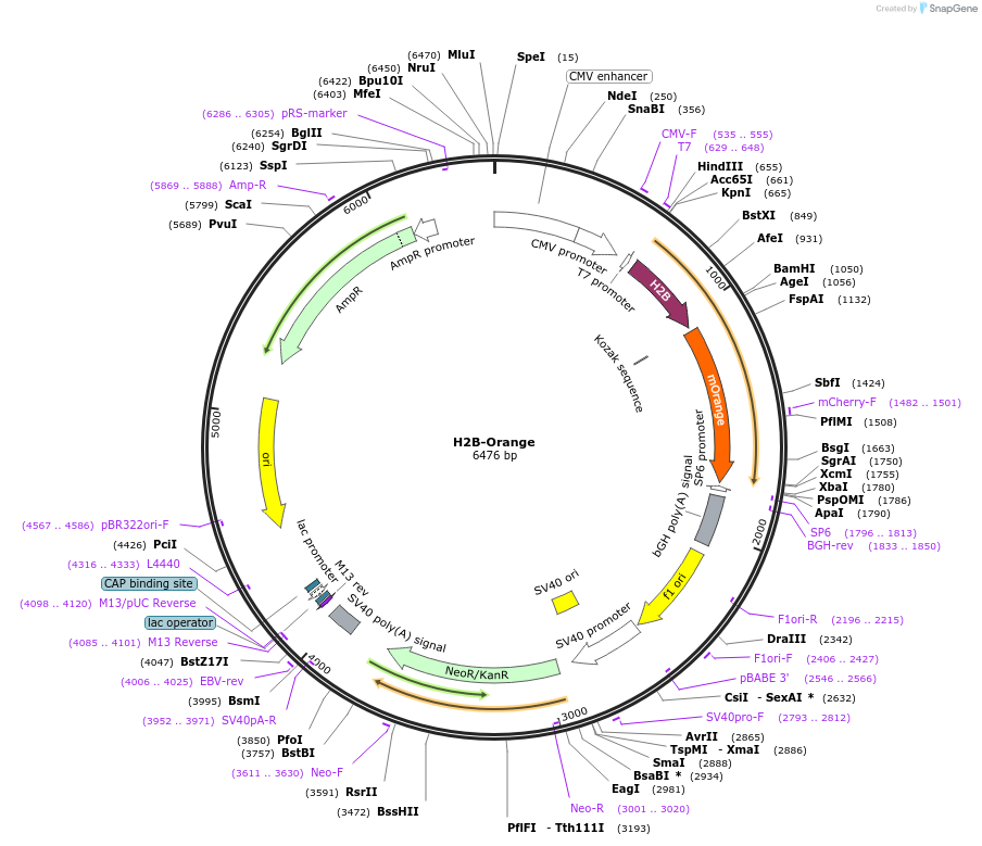 20969-plasmid-map-sequence-id-324637