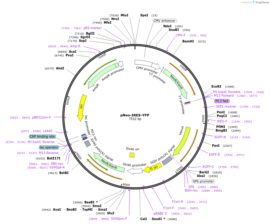 22669-plasmid-map-sequence-id-324642