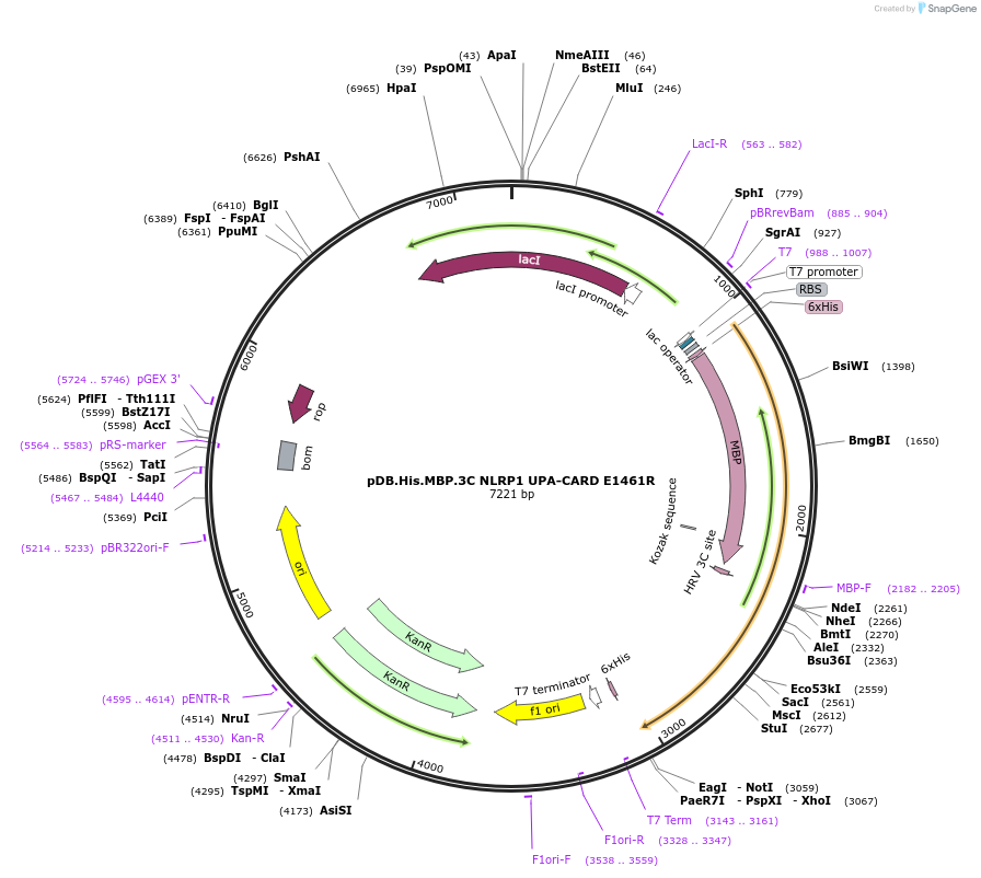164007-plasmid-map-sequence-id-324679