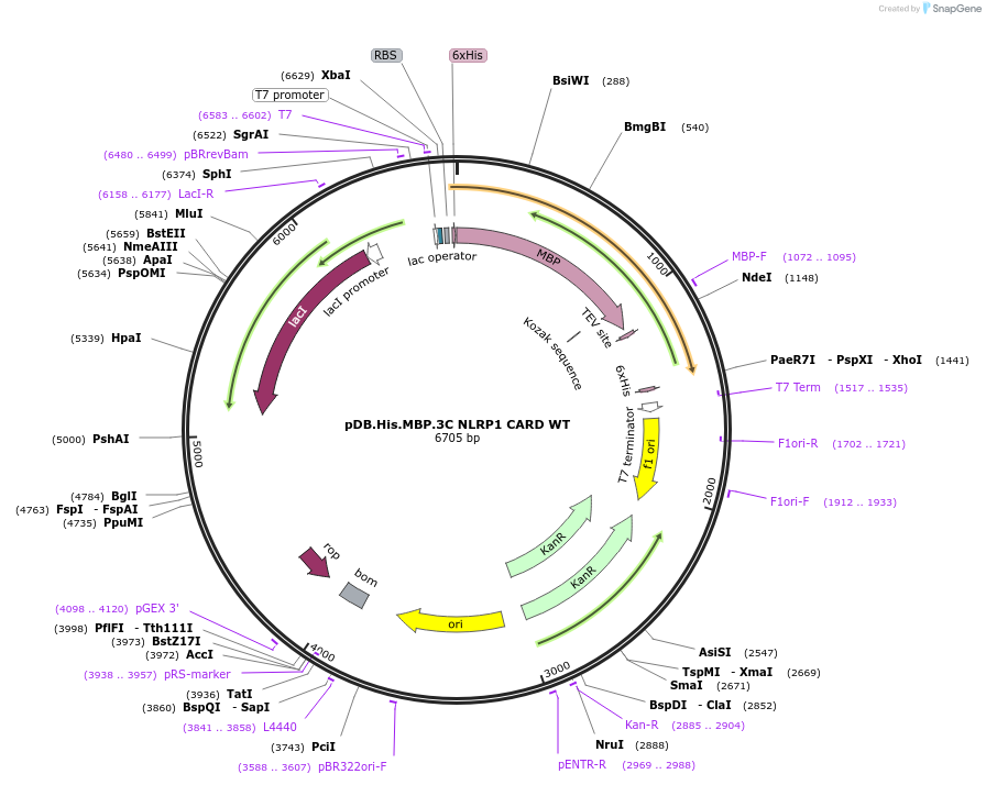 164008-plasmid-map-sequence-id-324680