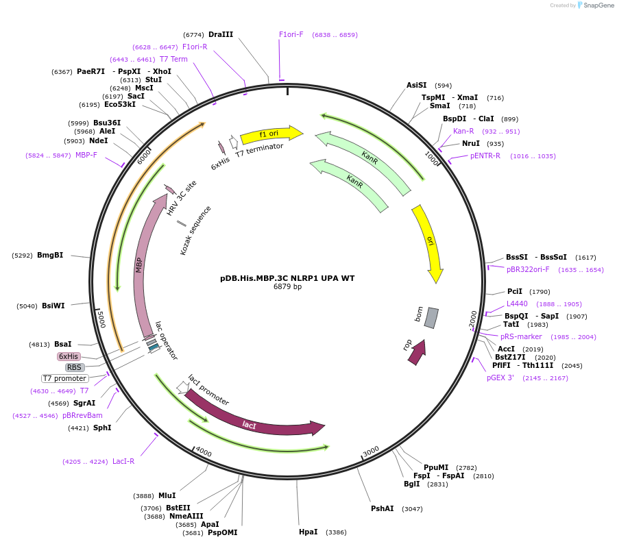 164010-plasmid-map-sequence-id-324682