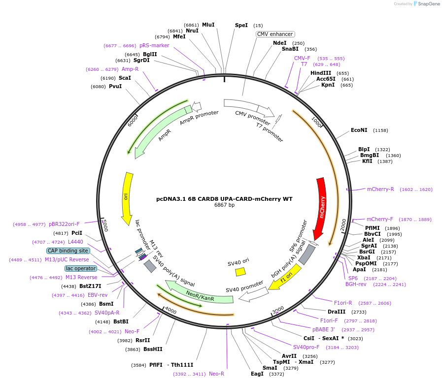 164011-plasmid-map-sequence-id-324686