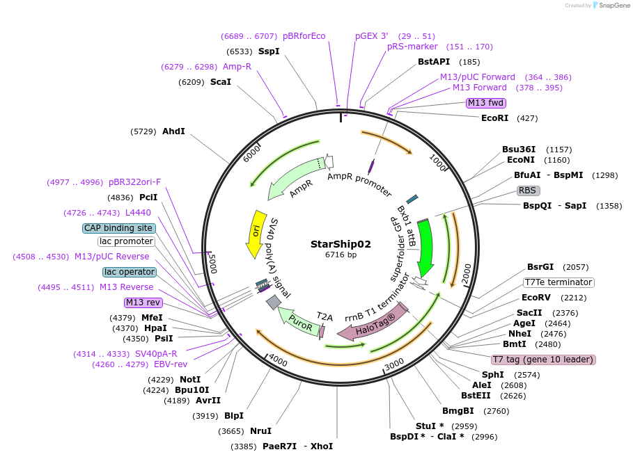 164506-plasmid-map-sequence-id-324723