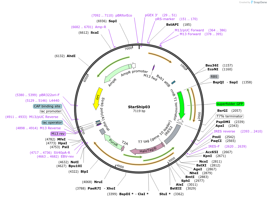164507-plasmid-map-sequence-id-324724