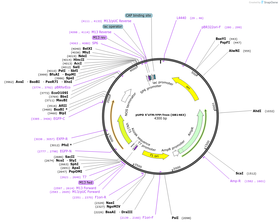 160557-plasmid-map-sequence-id-324725