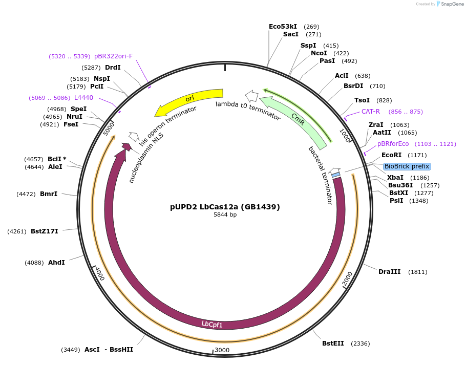 160573-plasmid-map-sequence-id-324726