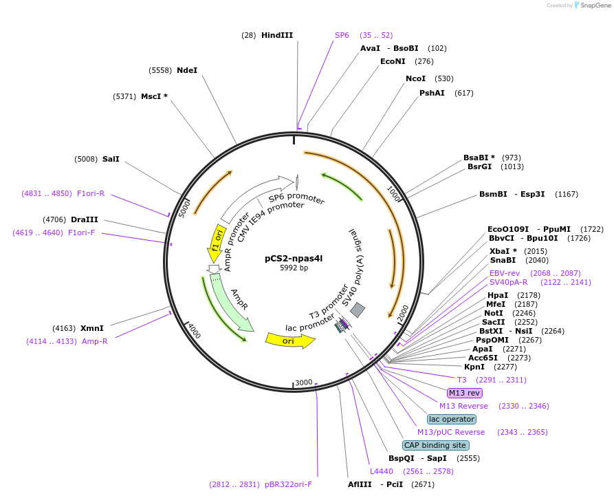 164654-plasmid-map-sequence-id-324728