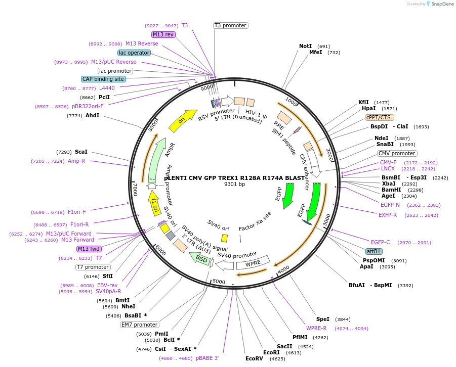 164234-plasmid-map-sequence-id-324756