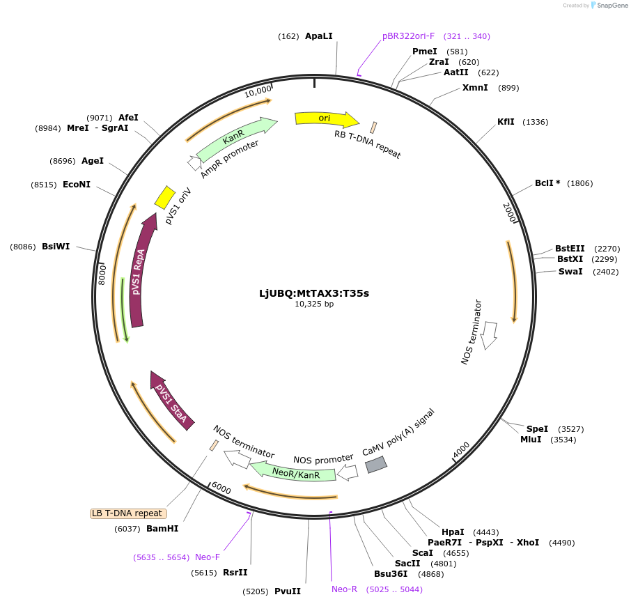 164773-plasmid-map-sequence-id-324757