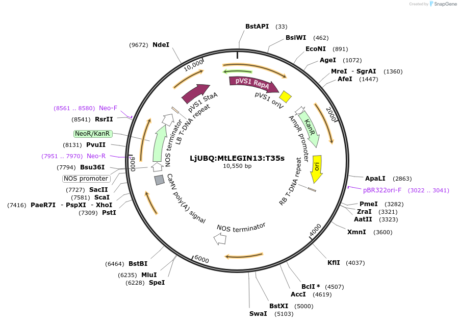 164750-plasmid-map-sequence-id-324759