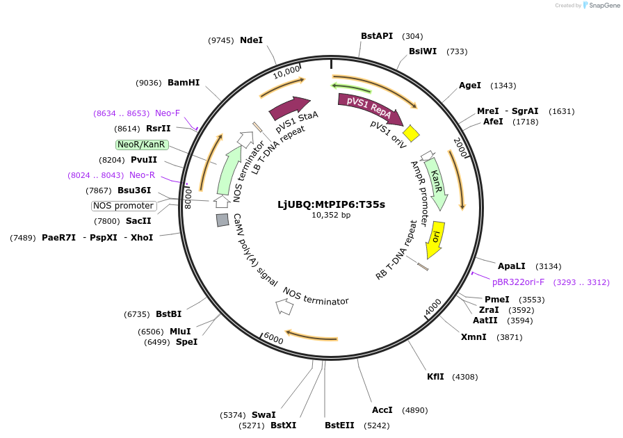 164765-plasmid-map-sequence-id-324760