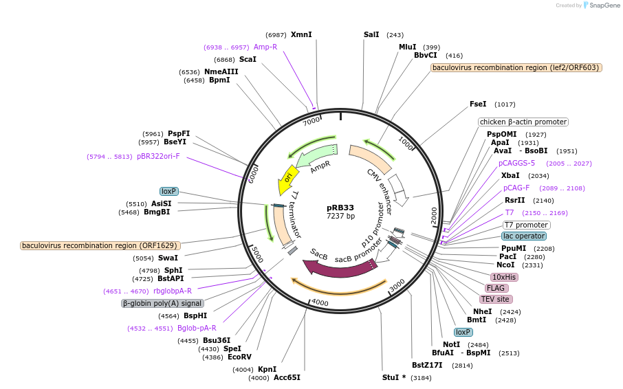 165482-plasmid-map-sequence-id-324826