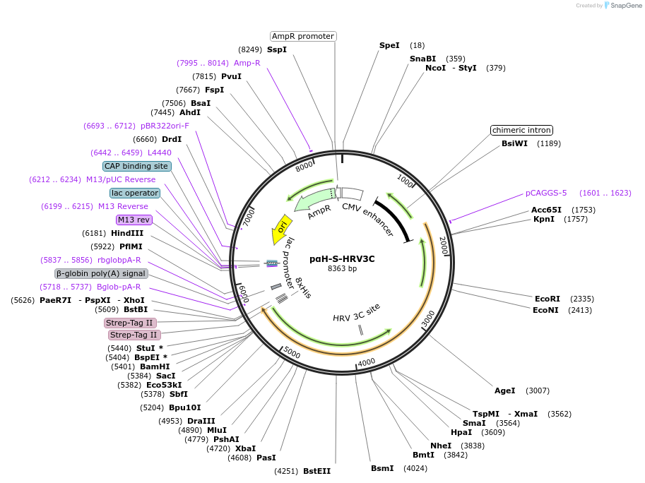 164567-plasmid-map-sequence-id-324831